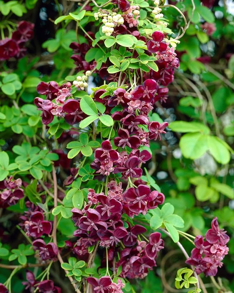 Chocolate Vine